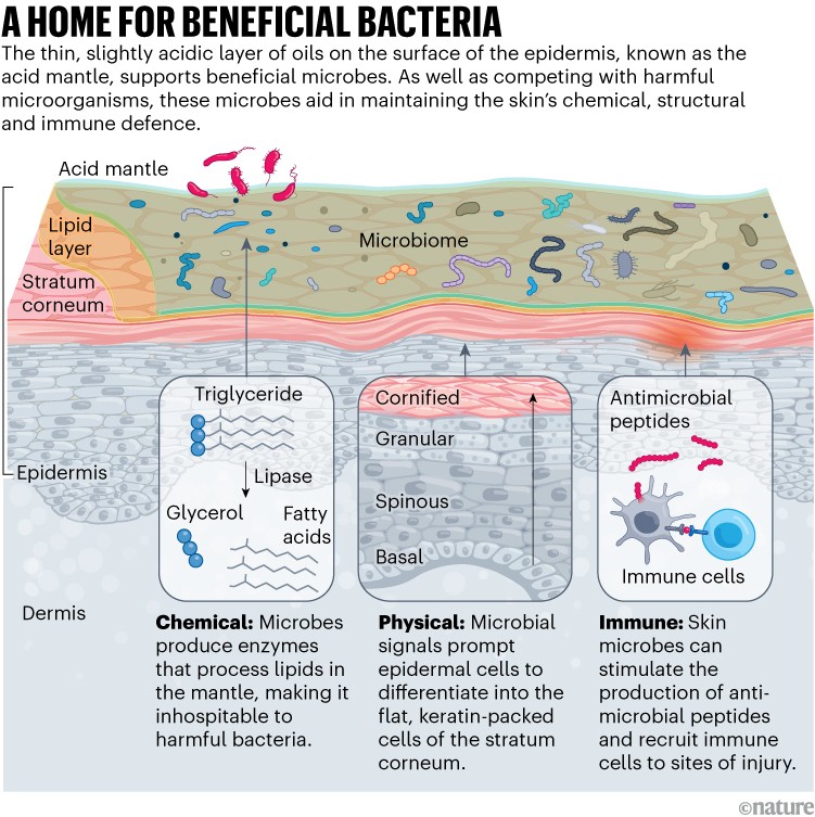 A HOME FOR BENEFICIAL BACTERIA: Cross‑section of skin showing the acid mantle, lipid layer and stratum corneum on the surface, populated by various beneficial microbes. Below are labeled epidermal layers and the dermis. Three callouts show how skin microbes support the body: breaking down lipids to deter harmful bacteria; influencing epidermal cell differentiation; and stimulating antimicrobial peptides and immune cells.