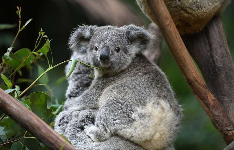 A young koala clings to its parent in a tree.