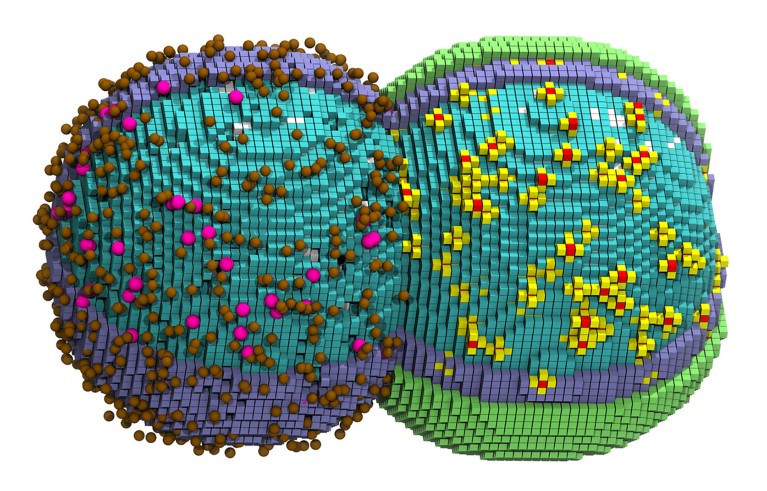 A computer generated illustration of a simulated cell in the early stages of division.