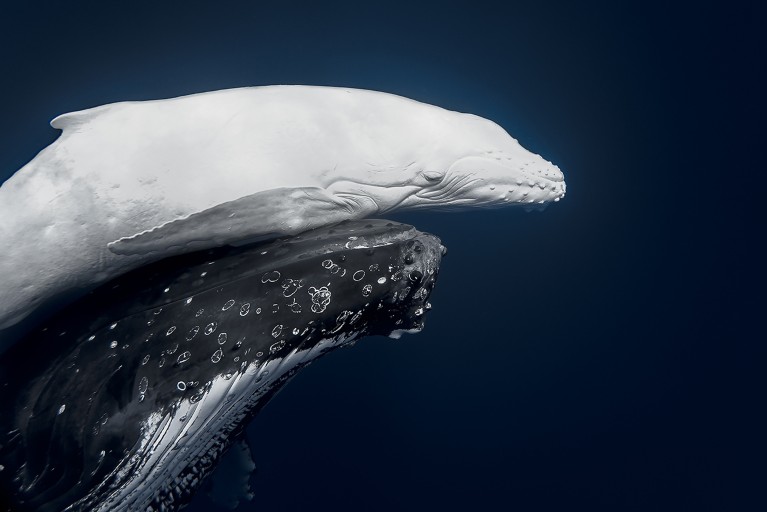 A rare white humpback calf swims close to its mother.