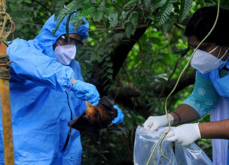 Officials in protective gear deposit a bat into a plastic bag after catching it in Kozhikode, India.