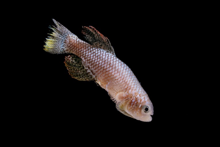 Close-up of an African killifish swimming downwards and to the right on a black background