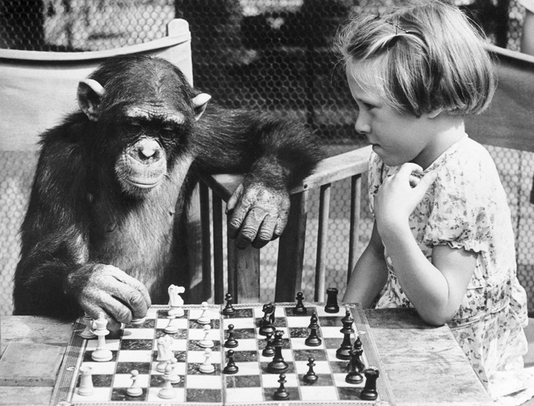 A young girl from Brighton plays a game of chess with Fifi the chimpanzee at London Zoo.
