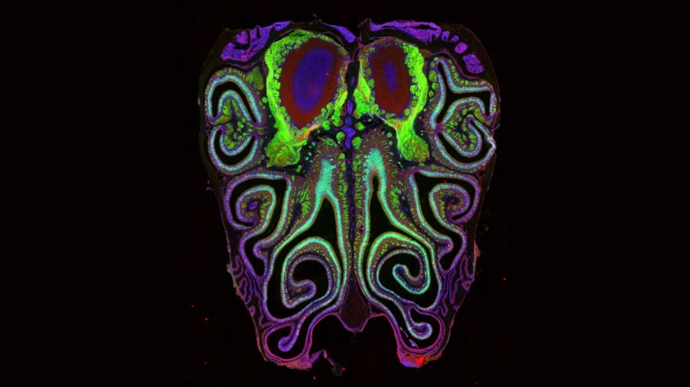 A colourful microscopy image showing cross section of a mouse nose. The mouse was genetically modified to express green fluorescent protein in smell neurons.