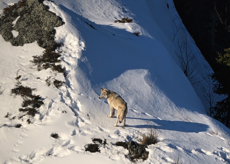 A wolf on a snowy mountainside.