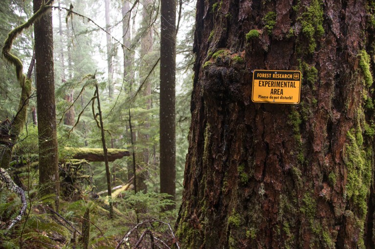 A sign on a mossy tree demarcates an area of a long-term research plot of forest.