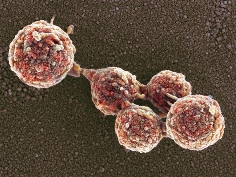 Coloured scanning electron micrograph (SEM) of Mycoplasma mycoides cells that look like a small pile of attached red rocks.