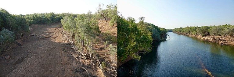 The Martuwarra Fitzroy river in the Kimberley region of Western Australia. The image on the left shows a dry river channel during the annual season of drought and water scarcity and the image of the right shows low water flow in a parallel river channel, also during the dry season.