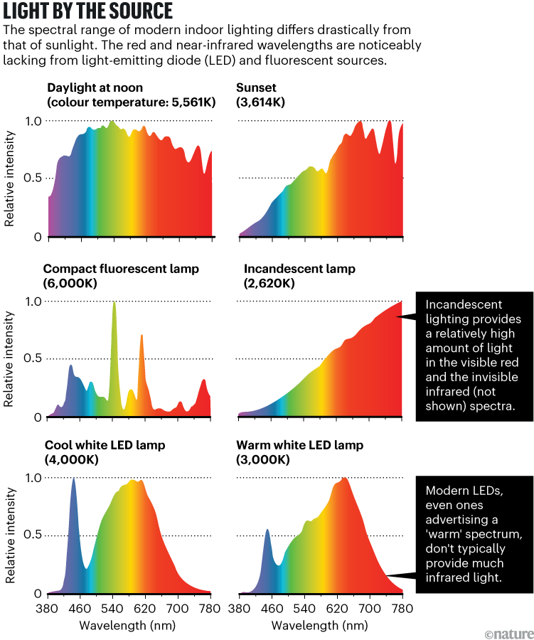 Light by the source. A graphic showing the spectral ranges of six lighting sources, including daylight at noon, incandescent lamps and light-emitting diodes (LEDs). The visible-light spectra of each source show that LEDs and fluorescent lights contain less red and near-infrared wavelengths than does sunlight.