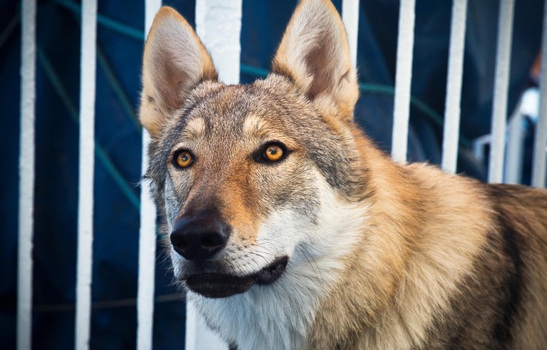 Close up view of the head of a domesticated wolf.