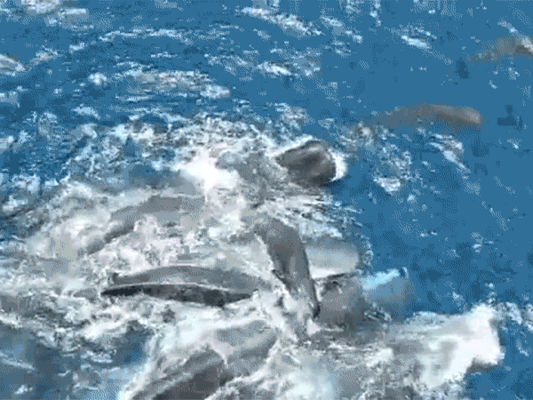 An animated sequence from aerial footage showing a group of sperm whales lifting a writhing newborn calf above the surface of the water.
