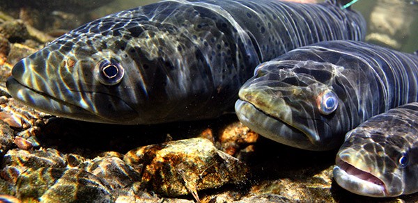 Three Siberian taimen pictured clustered together in the shallows.