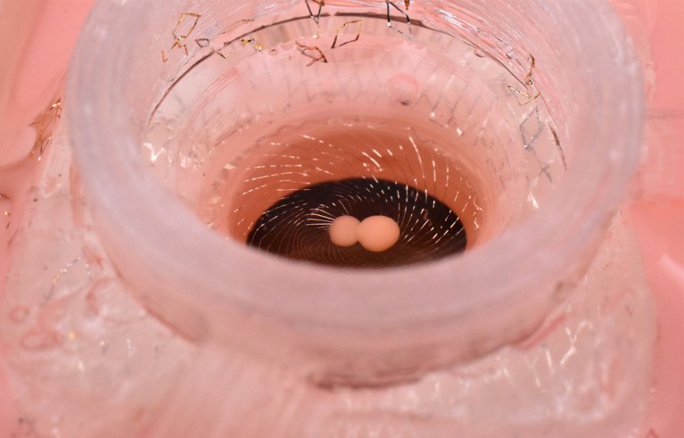 Small round organoid sits in round container