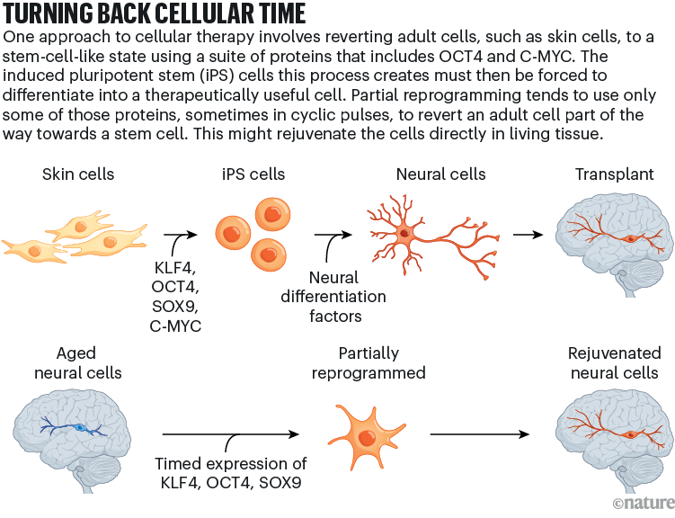 TURNING BACK CELLULAR TIME: Cellular reprogramming pathways in which skin cells are reprogrammed into stem-like iPS cells and then into neural cells for brain transplant, or aged neural cells are partially reprogrammed to become rejuvenated neural cells in place.