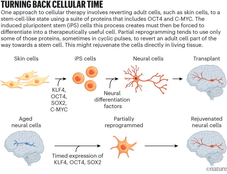 TURNING BACK CELLULAR TIME: Cellular reprogramming pathways in which skin cells are reprogrammed into stem-like iPS cells and then into neural cells for brain transplant, or aged neural cells are partially reprogrammed to become rejuvenated neural cells in place.