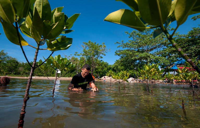 A man stands in waist-high water, surrounded by mangrove-tree saplings.