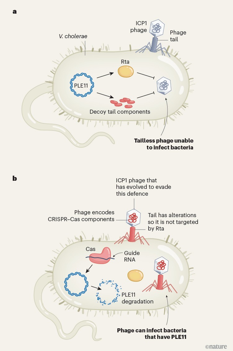 Figure 1; Two‑panel schematic showing interactions between Vibrio cholerae and ICP1 bacteriophage. Panel a shows PLE11‑mediated defence, where the bacterial factor Rta disrupts phage tail protein function, preventing infection. Panel b shows an evolved ICP1 phage encoding a CRISPR–Cas system that degrades PLE11, allowing successful infection despite the defence.