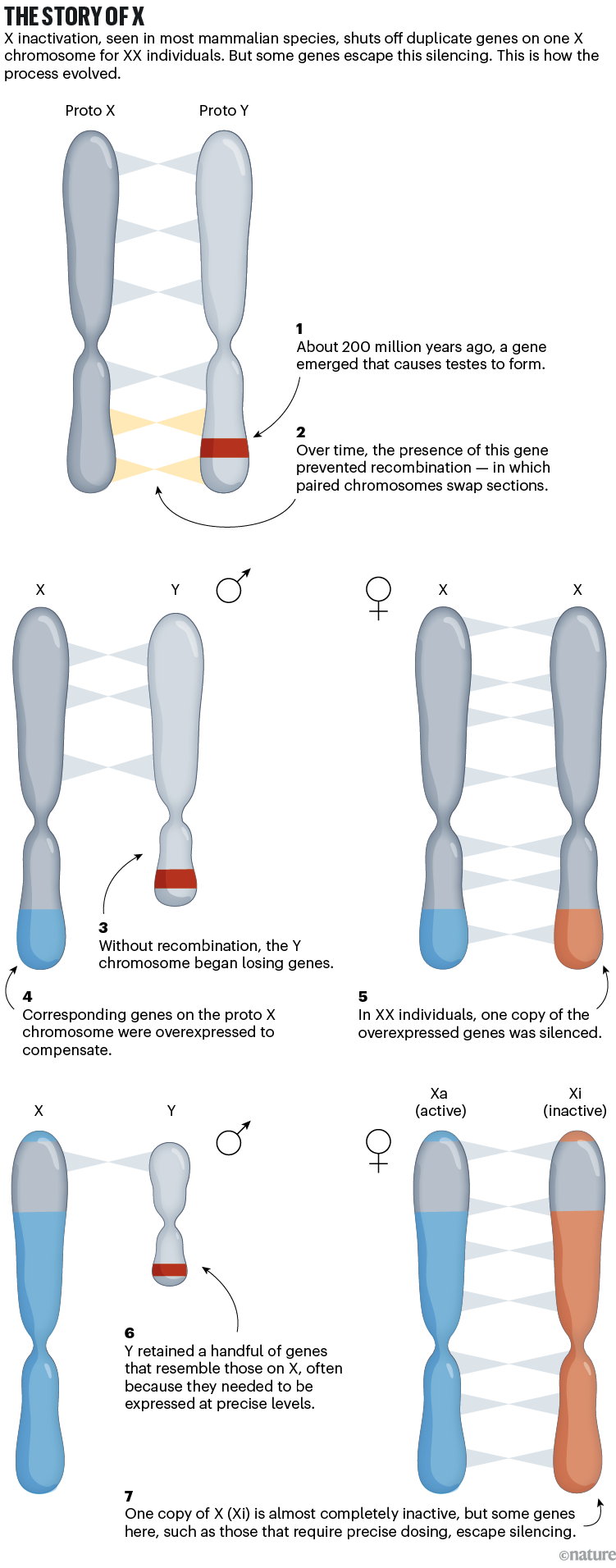 THE STORY OF X: X-chromosome inactivation evolved after a gene on the Y chromosome halted recombination, leading to gene loss on the Y, overexpression of X genes and, in individuals with two X chromosomes, the silencing of one X, with some genes escaping inactivation.