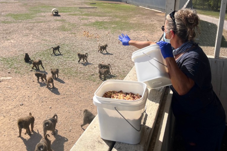 Sharon Price, wearing gloves and a face mask feeding baboons in an outdoor enclosure, tossing food from a bucket.