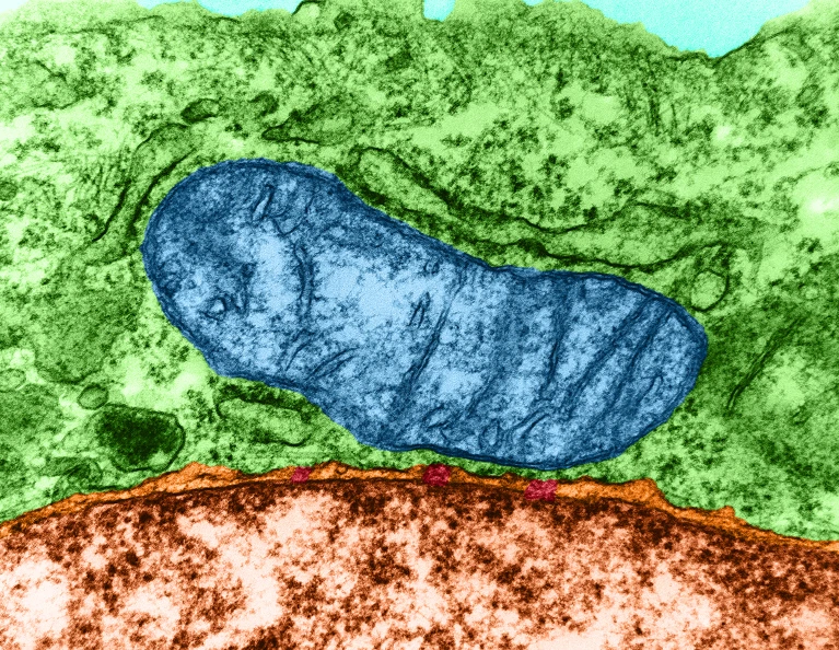 Researchers are discovering that mitochondria (blue), known as cells’ power plants, also play parts in cells’ immune responses.