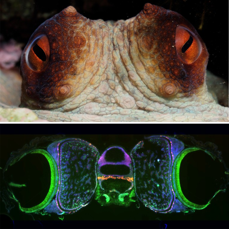 Top, close-up of the eyes of a common octopus; bottom, a study of various neurons in an octopus’s optic lobe.