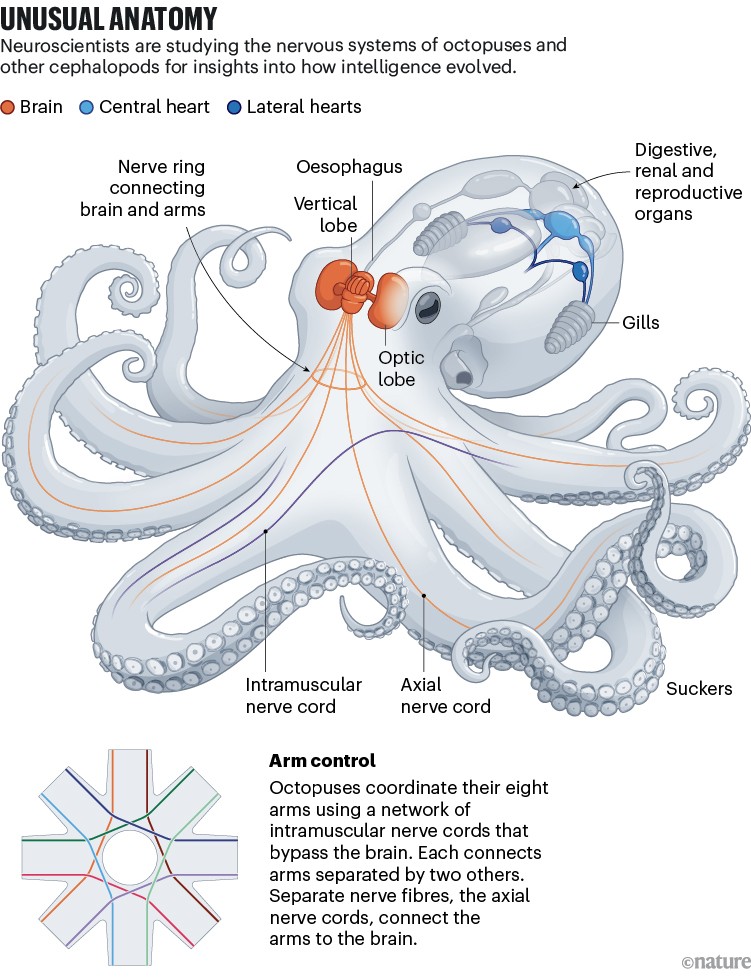 Unusual anatomy. Infographic showing octopus anatomy.