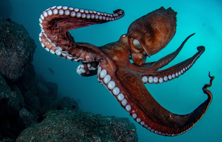 Red octopus underwater.