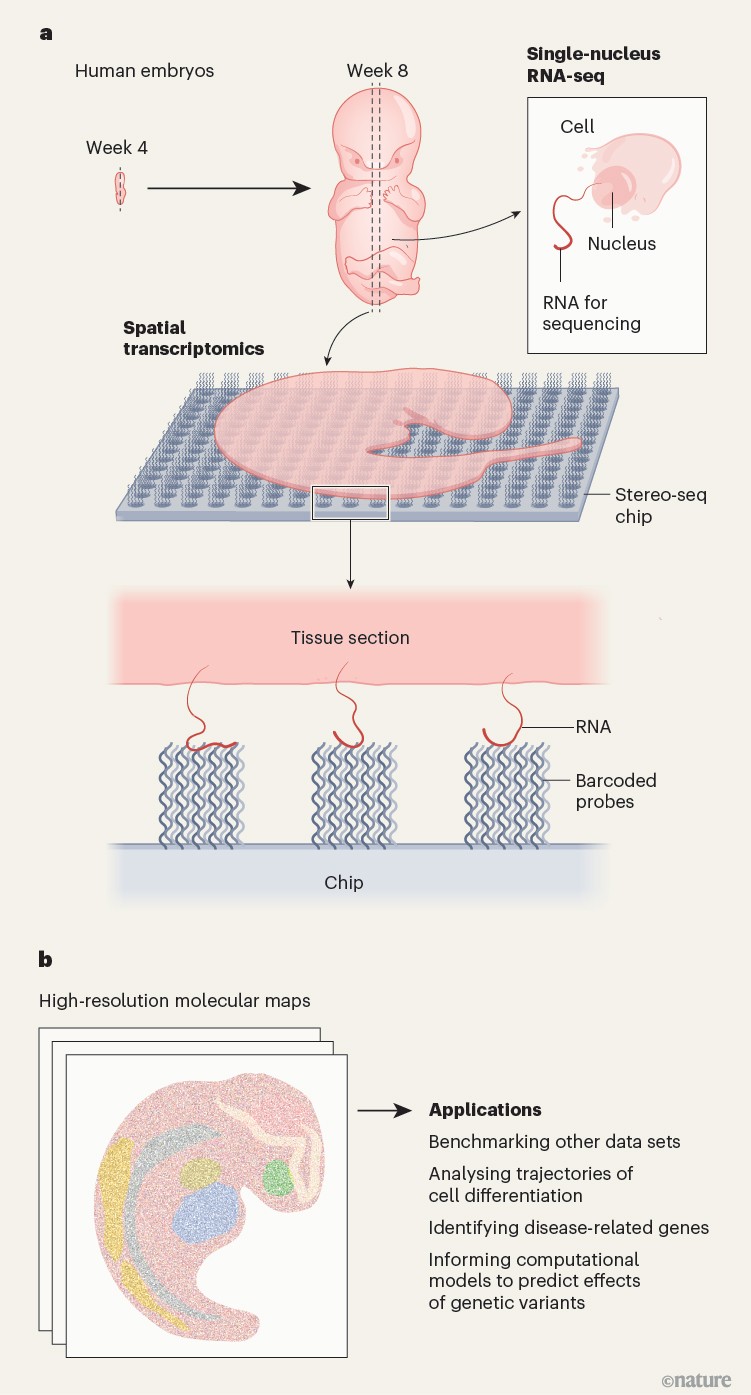 Figure 1: Two‑panel schematic of methods to map gene expression in human embryos; A: combining spatial transcriptomics with single‑nucleus RNA sequencing on tissue sections; B: generating high‑resolution molecular maps and downstream analytical applications.