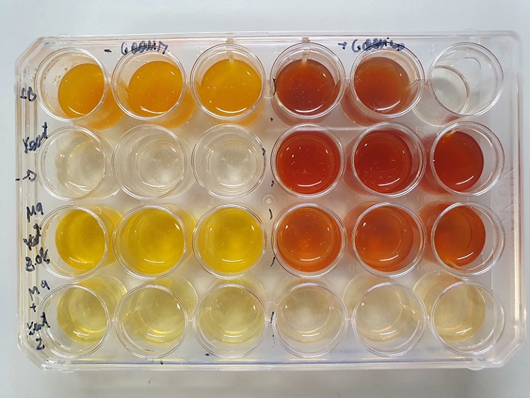 Plate with cultures of Pseudomonas putida which look pale yellow, orange and red, highlighting DNT biodegradation pathway at various stages of the adaptive evolutionary process. The less colour, the better biodegradation.