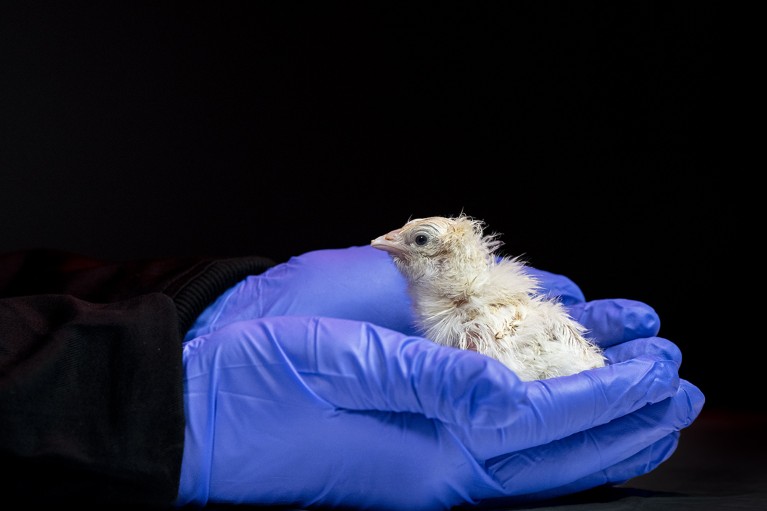 A close-up view of a newly hatched chick from the Colossal project, being held in cupped gloved hands.