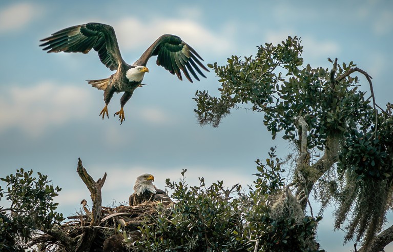 Bald eagle in flight above another eagle sitting in a nest in a tree.