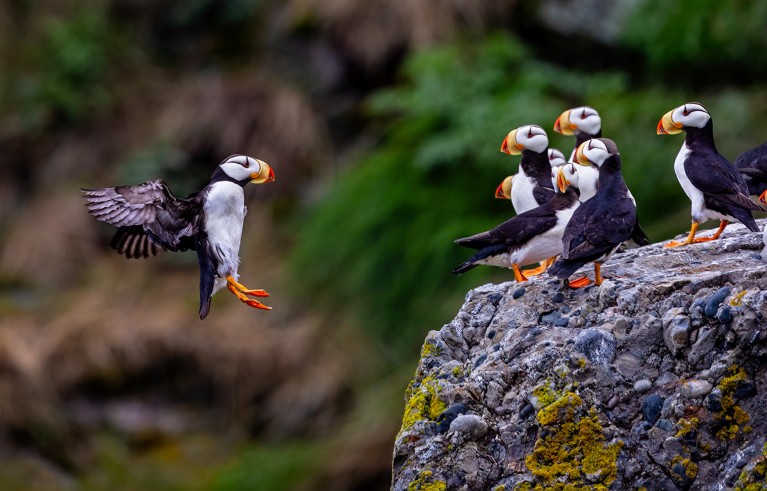 Group of puffins perched on a rocky ledge with one puffin in mid-flight approaching the group.