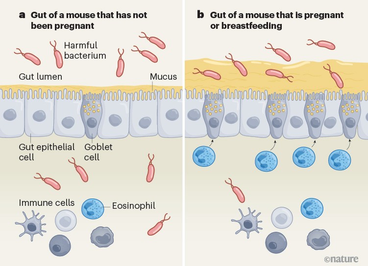 Figure 1; a: Mouse gut in a non‑pregnant state with few goblet cells, thin mucus and bacterial invasion; b: Pregnant or breastfeeding state with increased immune cells, more goblet cells and thicker mucus, limiting bacterial invasion.