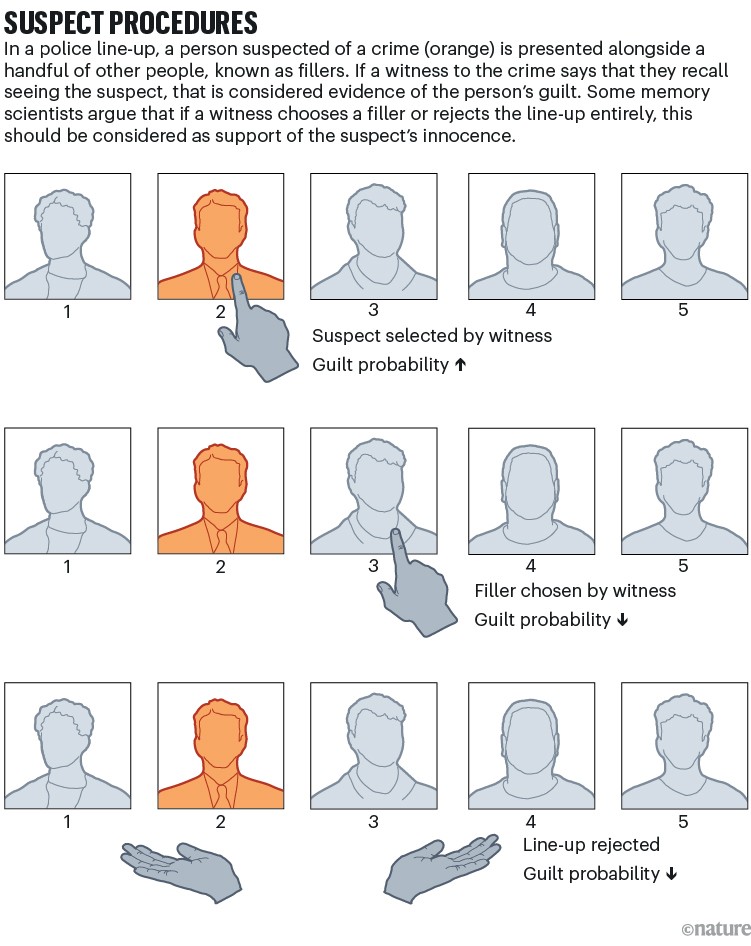 Suspect procedures. Diagram illustrating police lineup procedures, showing a suspect presented alongside fillers and three possible outcomes—suspect selected by a witness, a filler selected, or the lineup rejected—each associated with different implications for guilt probability.