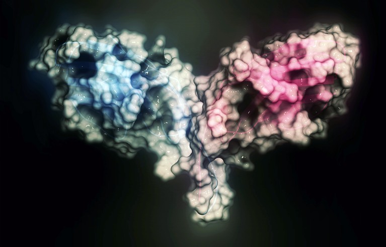 A 3D computer generated model of Cytotoxic T-lymphocyte-associated protein 4.