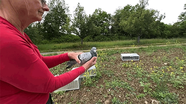 Animated clip of a staff member at the Max Planck Institute of Animal Behavior releasing a homing pigeon, which flies away.