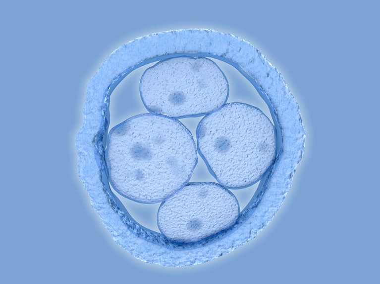 An illustration showing a human embryo with 4 cells.