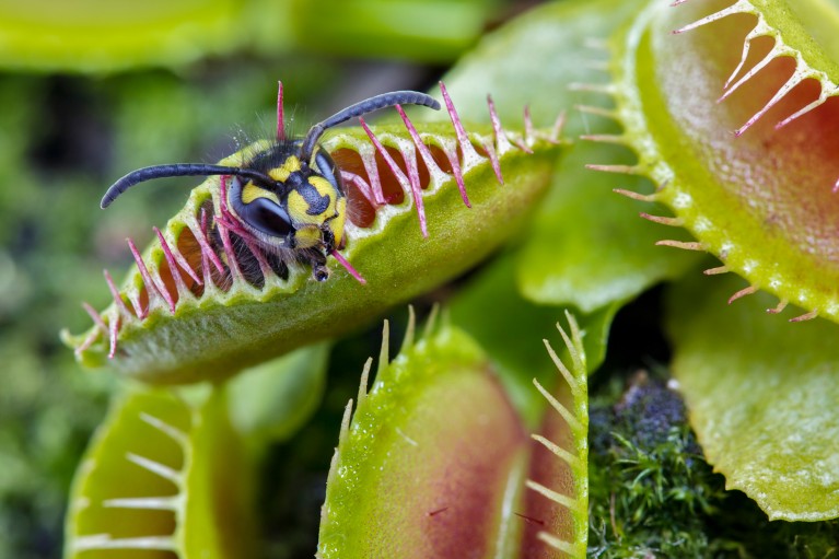Close-up image of a wasp trapped inside a Venus flytrap, with the plant’s spiked edges partially closed around the insect
