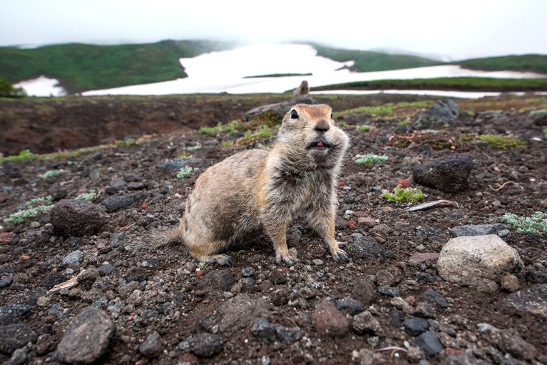 An Arctic ground squirrel with its cheeks full of food in a Tundra landscape with snow patches visible in the background.