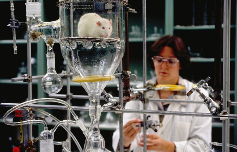 White rat inside a large glass container connected to tubes and scientific apparatus in a laboratory. A researcher in a white lab coat is in the background.