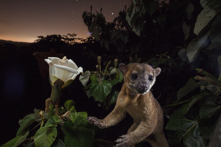 A wild kinkajou drinks nectar from a balsa tree flower.