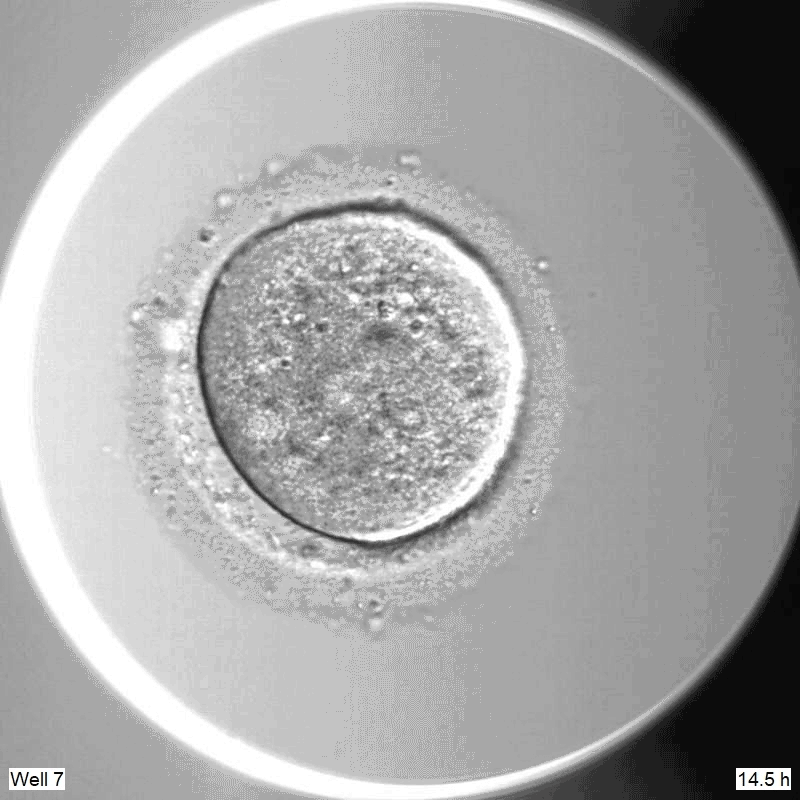 Video clip showing the first week of human embryo development.