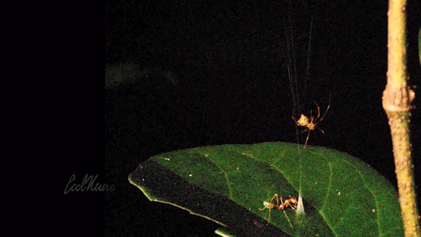 Footage of a ballista spider luring and then hauling up a green tree ant in its web snare.
