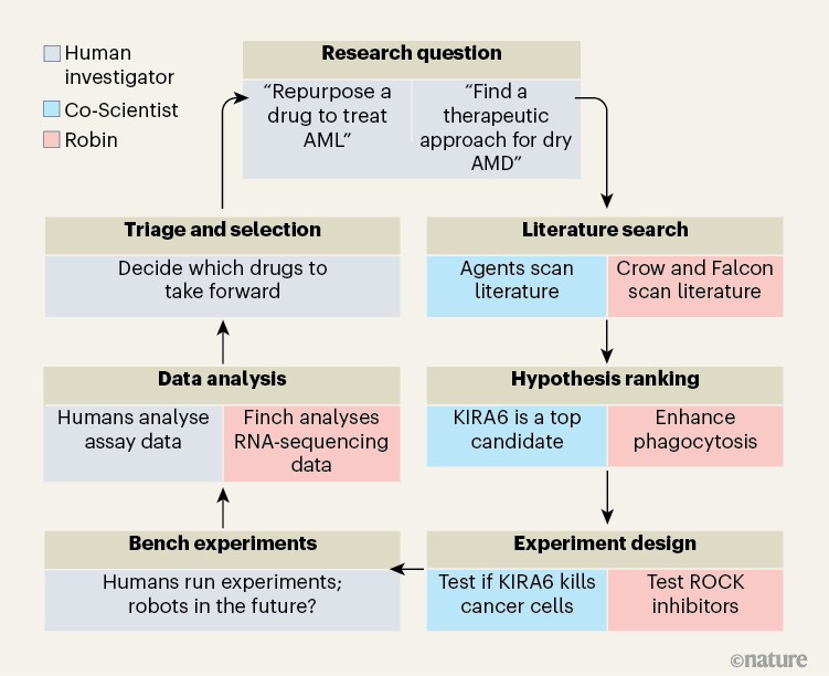 Flowchart of a drug-discovery pipeline combining humans, AI co-scientists and a system called Robin. It covers research question, literature search, hypothesis ranking, experiment design, bench experiments, data analysis, and triage, with examples such as KIRA6 testing and RNA-seq analysis, forming an iterative loop.