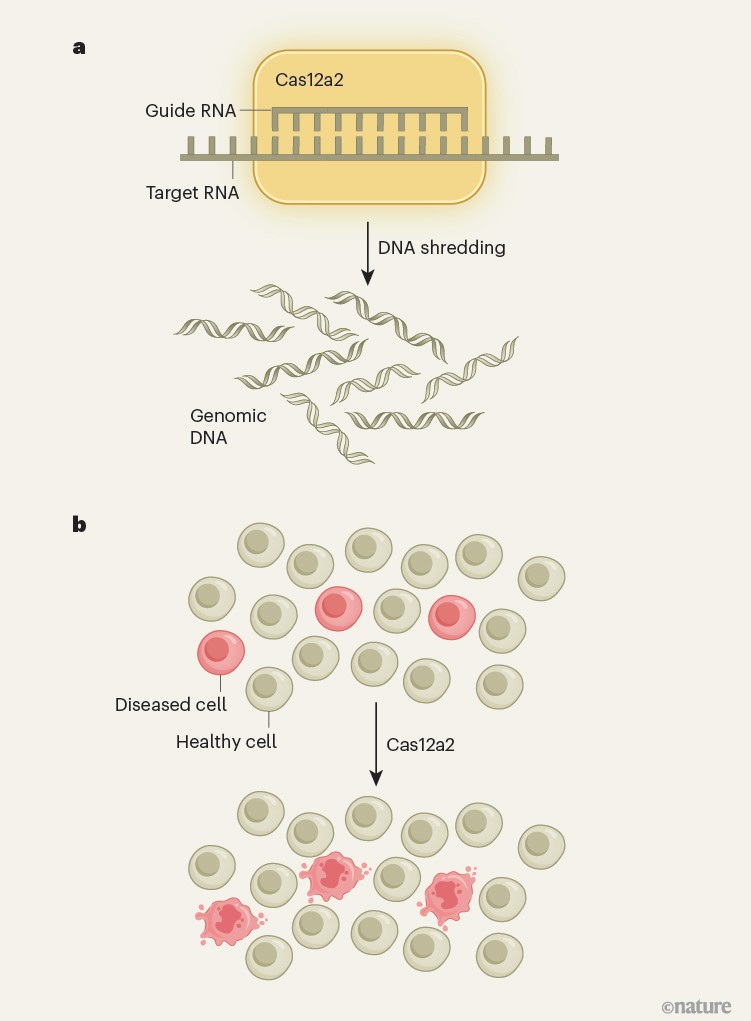 Two-panel diagram showing Cas12a2, guided by a guide RNA, recognizing a target RNA sequence and triggering widespread degradation of genomic DNA (left) and the selective elimination, guided by Cas12a2, of diseased cells with the target RNA, but not healthy cells (right).