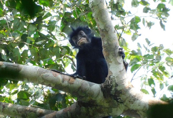 A likweli monkey with black fur and a hairless, peach-coloured mouth sitting in a tree looking down at the camera.