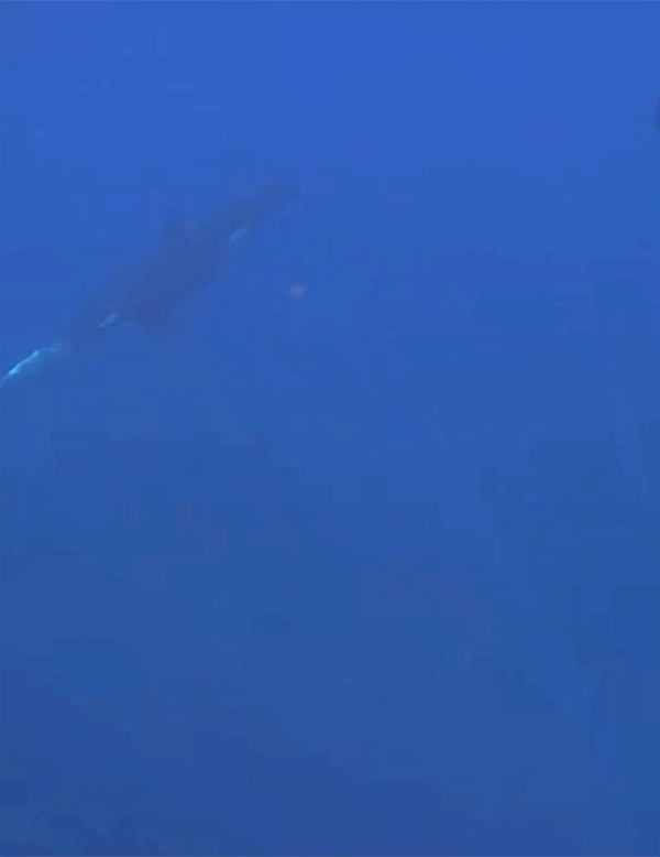 A video clip from underwater footage of an orca ramming into a sunfish so hard it breaks apart into lots of small pieces.