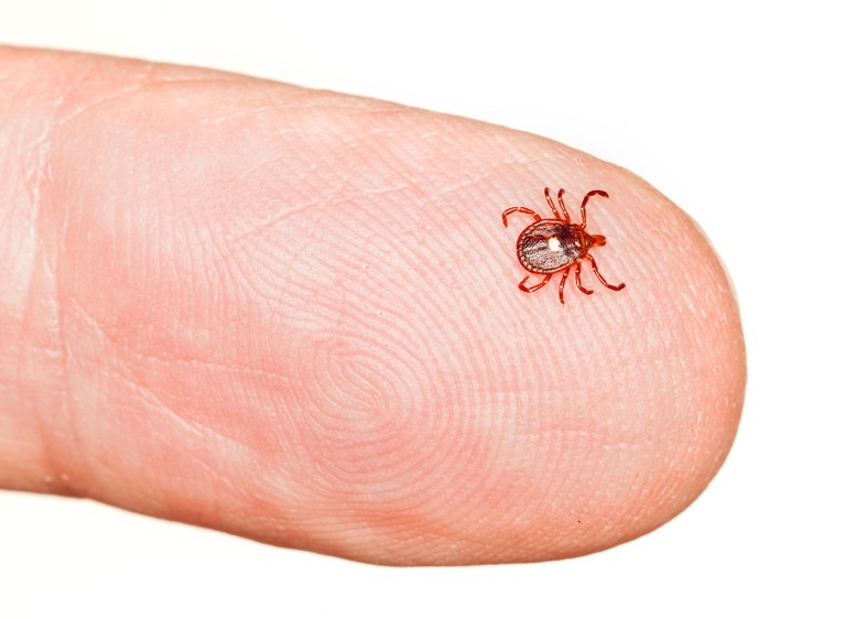 A close-up of a lone star tick with the distinctive white spot on its back, shown on crawling on a person's fingertip.