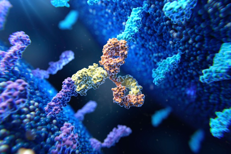 An illustration of a bispecific antibody in yellow and orange binding two different purple and blue membrane proteins