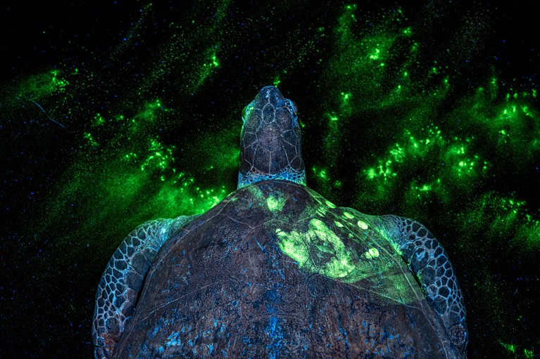 View from above of a turtle with a handprint on its shell, visible under ultra violet light.